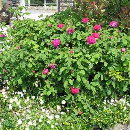 La Goulette Bed & Breakfast Commes
